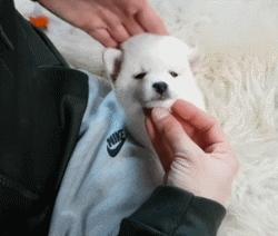 狗狗的宝宝,狗狗的宝宝日常