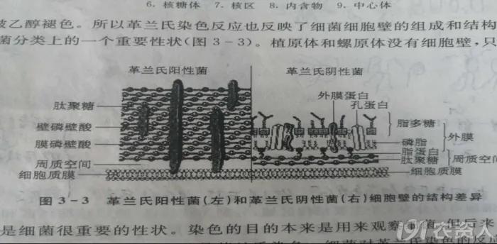 蔬菜细菌病图片大全,破解蔬菜病虫害之谜