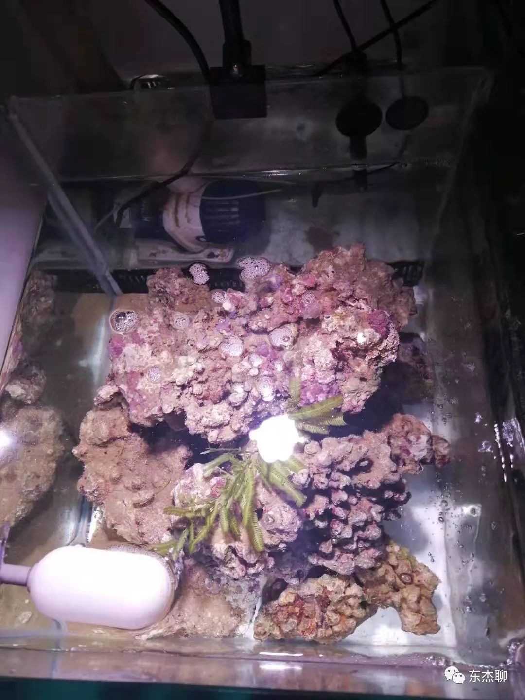 甲藻的有效处理方案,甲藻和菌膜的区别