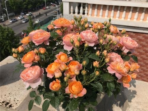 月季苗怎么养壮？记住“2点”，一年长成大盆栽，开花数量多10倍