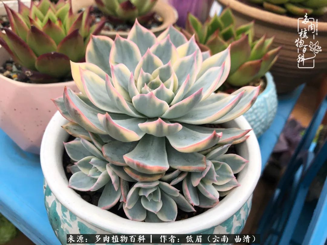 多肉怎么养度夏,多肉怎么养之度夏篇