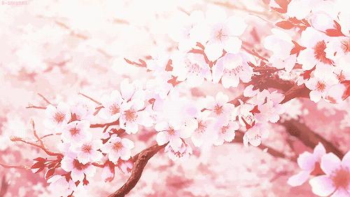 日本为什么那么喜欢樱花,日本为什么那么爱樱花