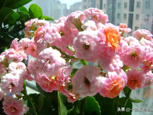 长寿花花苞一直没有开怎么办,长寿花花苞没开就干瘪了要剪掉么