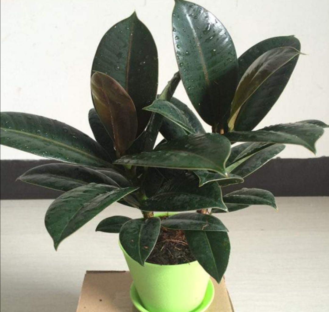 新房子摆放什么植物好养,室内易养绿色植物花卉盆栽