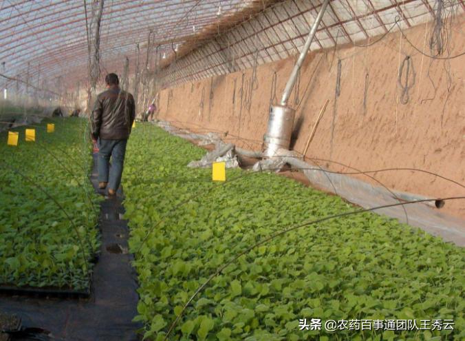 大棚提温最快方法,大棚提温