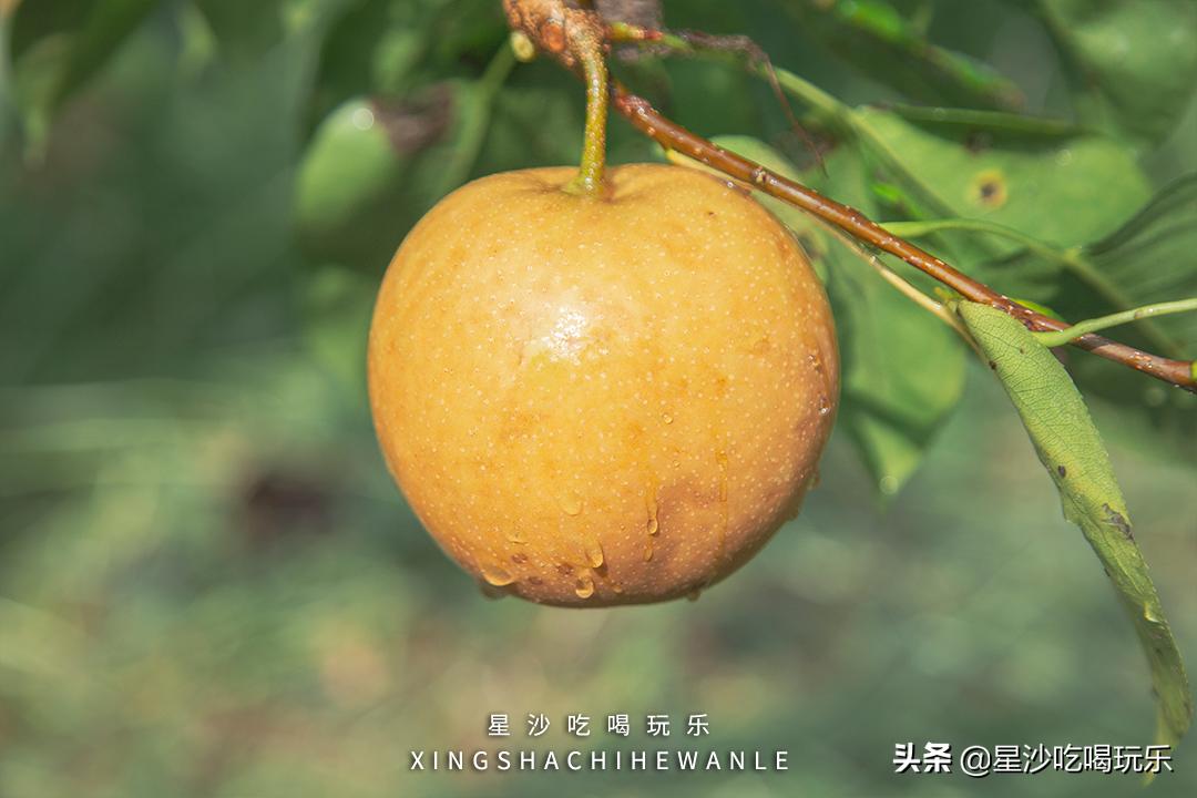 长沙小水果之乡,湖南长沙宝藏打卡地