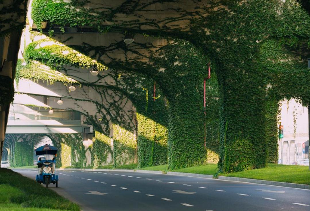 高架桥上为什么只种爬山虎,为啥高架桥要种满爬山虎