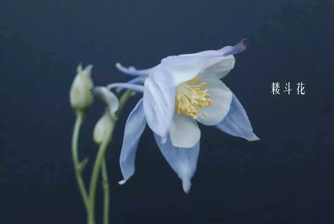 鲜花店常见花材品种大全,花店里同款的两种不同价格的花材