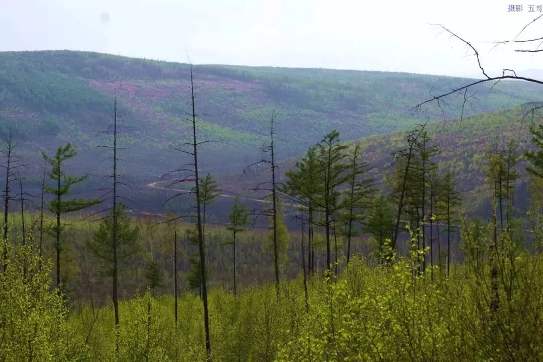 解读谜一样的大兴安岭，触手可及却又掩着神秘的面纱不肯轻易示人