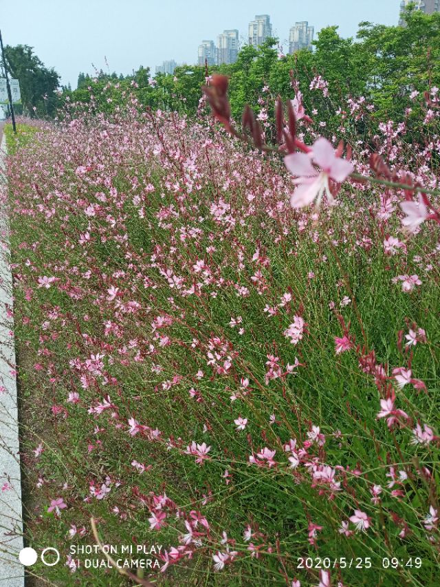 芒种种出新希望,芒种和幸福播种