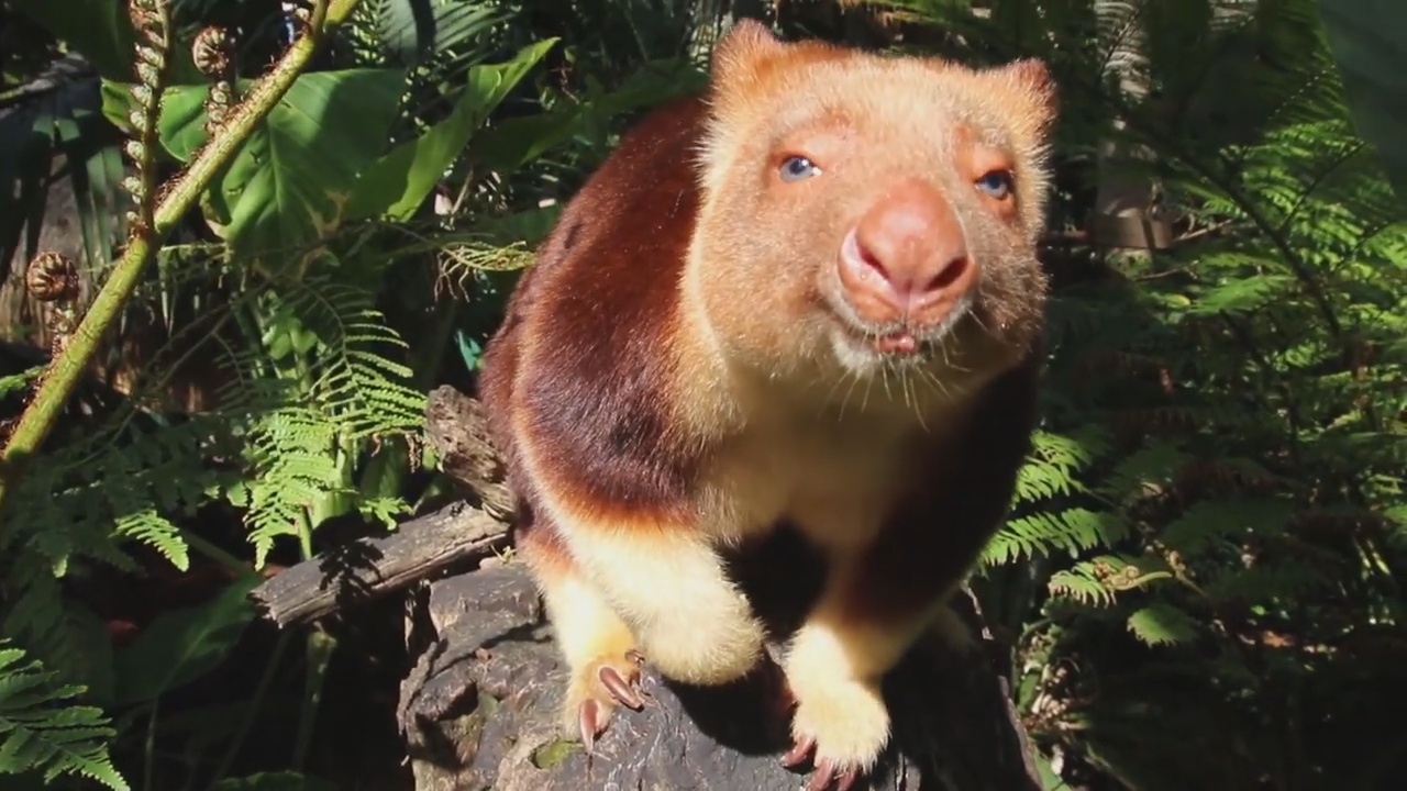 你见过会上树的鸡吗,世界上最萌的袋鼠