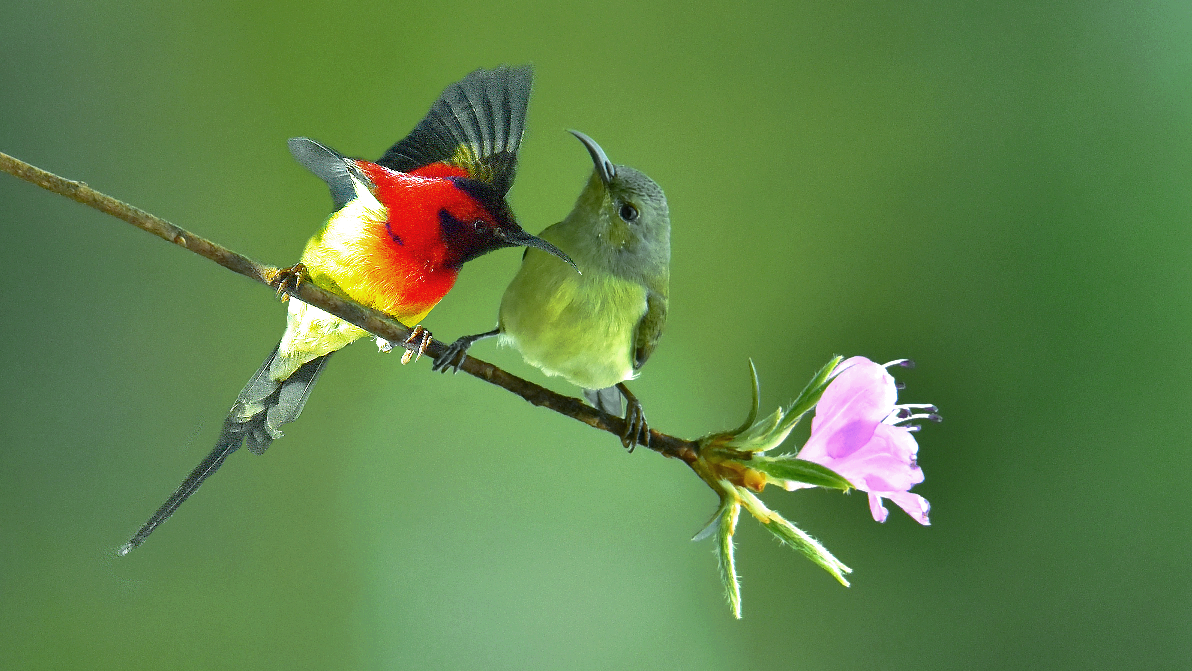 太阳鸟神鸟,太阳鸟金铂
