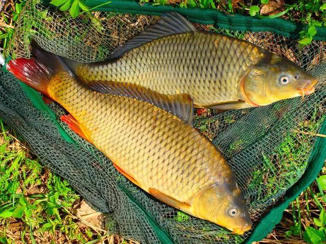 鲤鱼南方和北方区别,为什么鲤鱼在北方最吃香