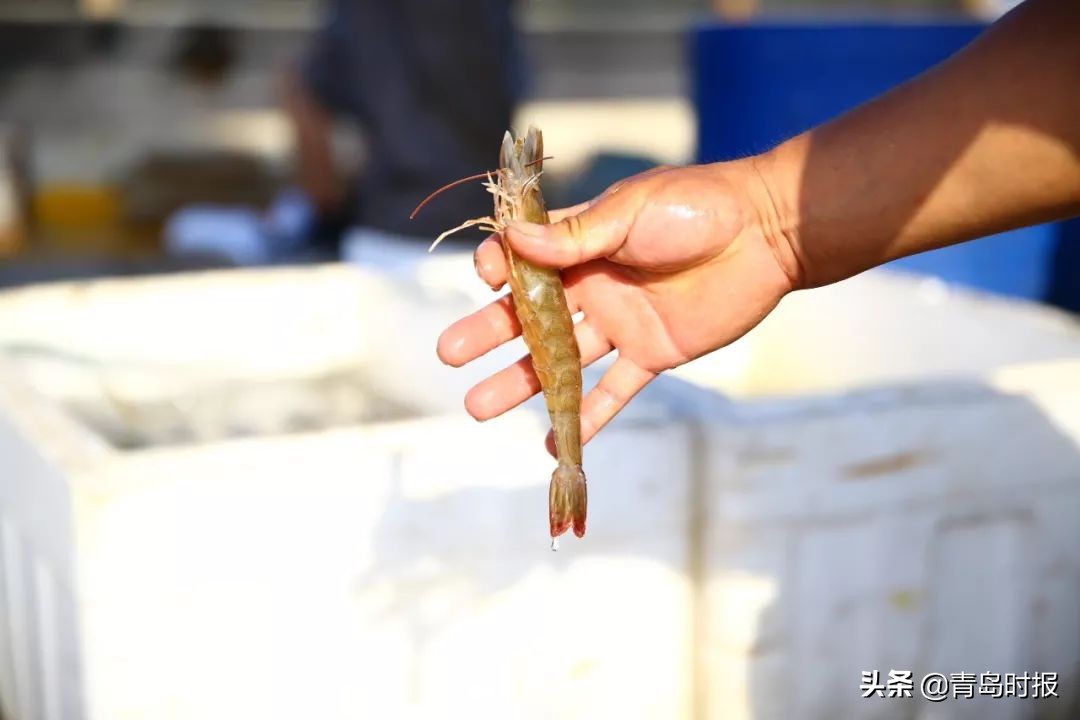 青岛西海岸富人区价格,有一种炫富叫做湛江开海