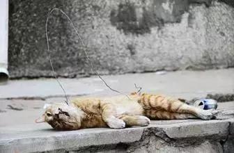 虐猫怎么处理最好,为什么虐猫的越来越多了