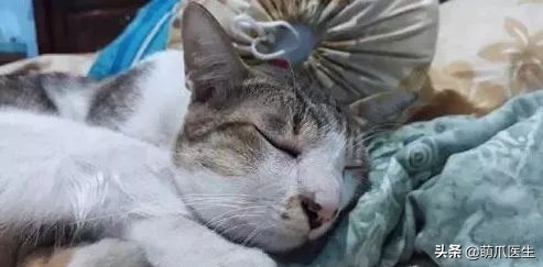 猫咪被蜜蜂蜇了怎么办,猫被蜜蜂蜇了的照片