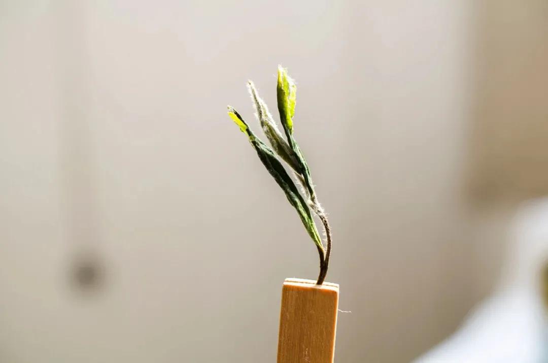 描写山茶梅花的诗句,描写茶梅花的诗句