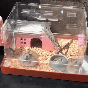 仓鼠都喜欢越狱吗,仓鼠喜欢越狱怎么办