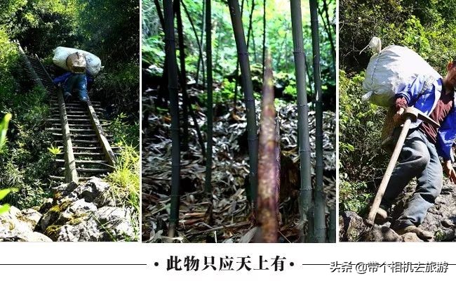 贵州省桐梓县马鬃乡竹笋,桐梓新鲜方竹笋基地