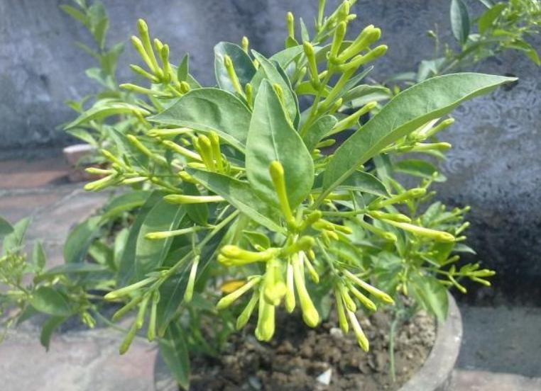 花草突然萎蔫后如何养护,花草黄叶枯萎怎么办