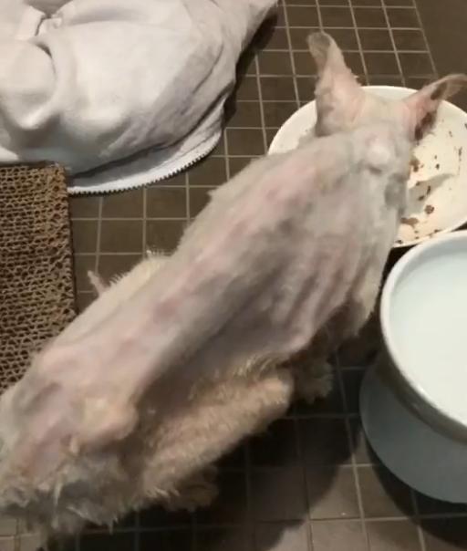 捡到只流浪猫对自己非常好怎么办,十天前捡到流浪猫现在怎么样了