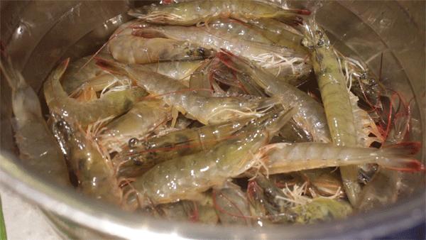 基围虾明虾对虾怎么区别,明虾和基围虾海白虾