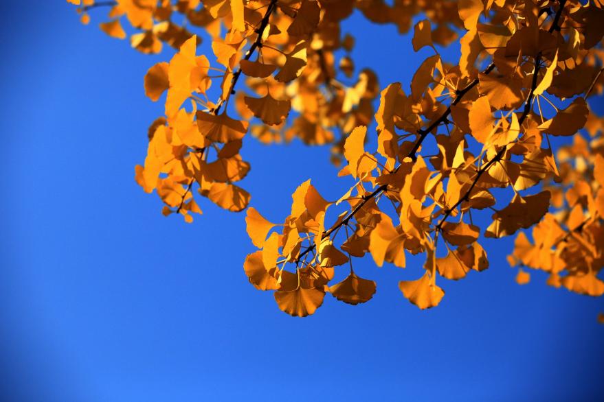 关于银杏叶秋天意境的诗句,十二首有关银杏的诗词