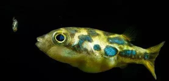 草缸常见杂螺,家居水景