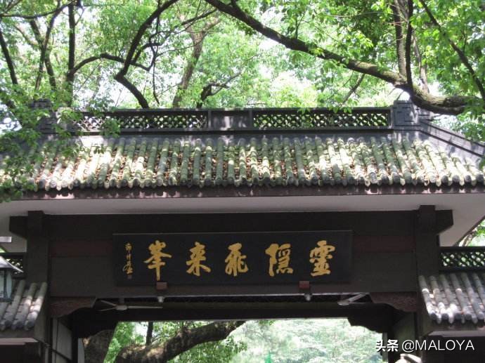 杭州灵隐寺1700年菩提树开花,杭州灵隐寺旅游全攻略