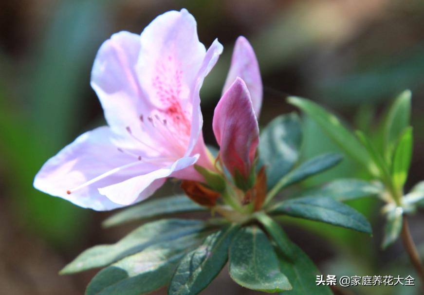 杜鹃新发芽就变黄枯萎怎么救,杜鹃开花少怎么办