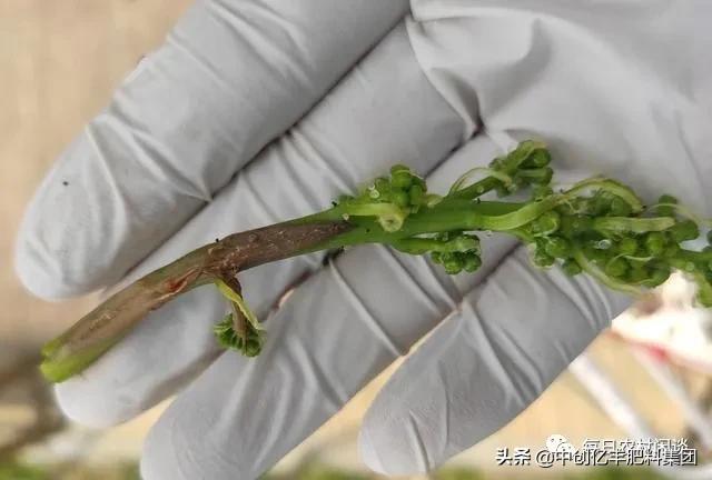 葡萄果穗上有药斑怎么办,葡萄果发黑是什么病害