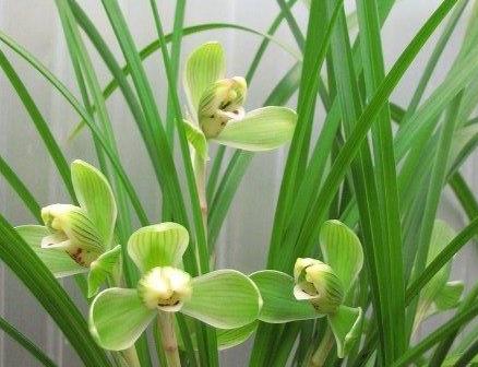 兰花八大名品价格,荷瓣兰花第一名品