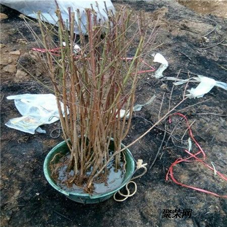 果树出现弱芽或隐芽如何补救,果树出冬芽怎么处理