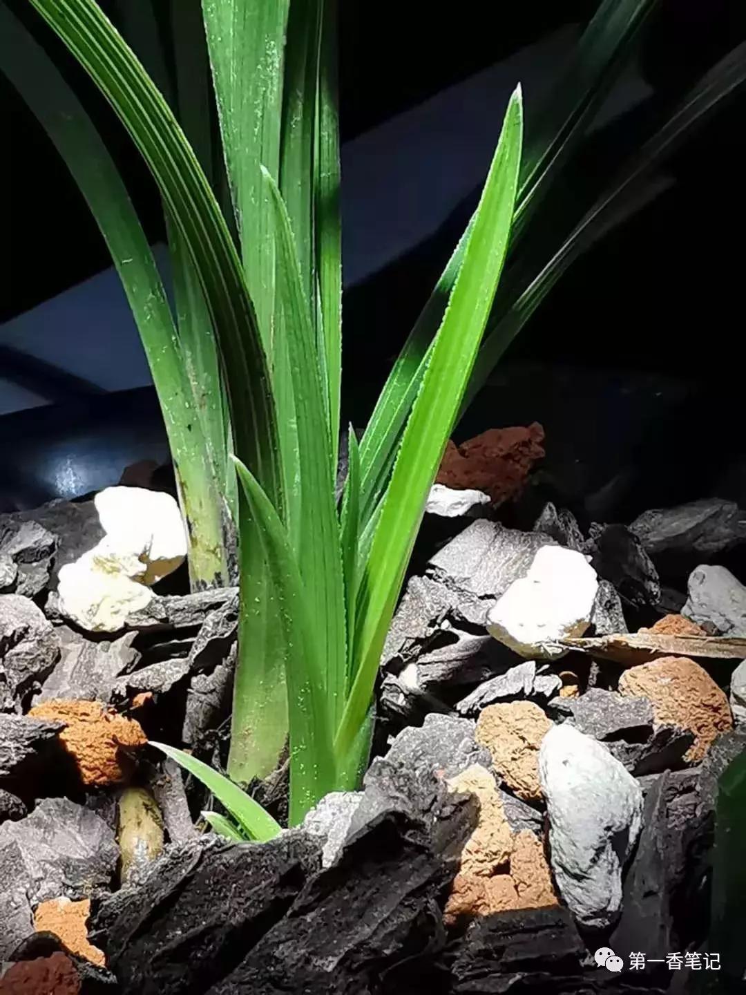 [艺兰频道]一八九：兰花防虫慎用有机磷