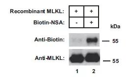 跟大牛学习,跟大牛学什么技术好
