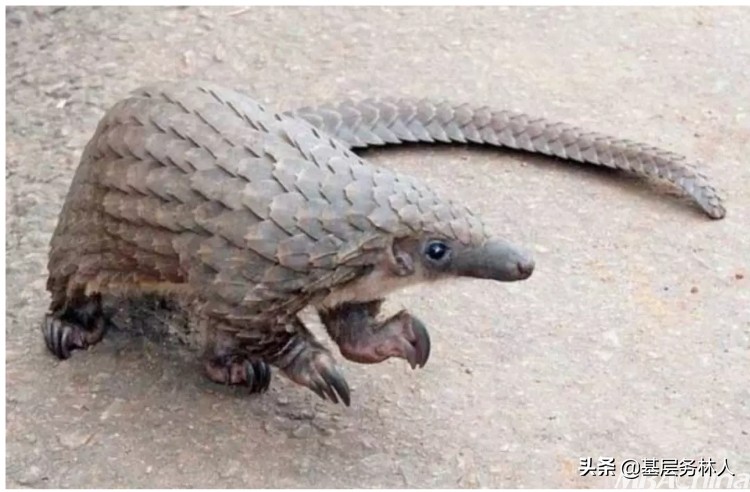 穿山甲为啥成为新冠肺炎宿主,穿山甲是冠状性肺炎的源头吗