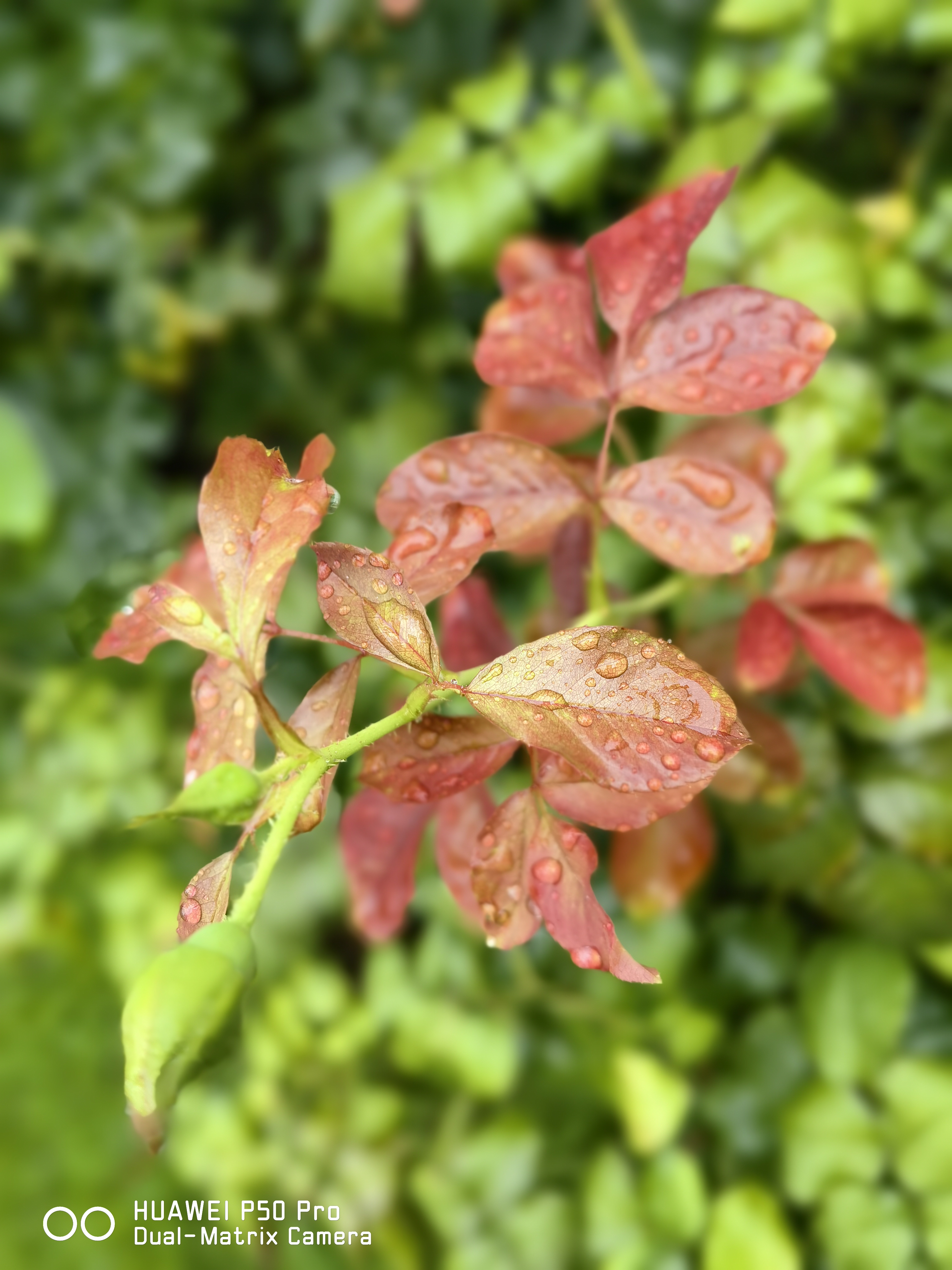 华为p50pro实测,华为p50pro变焦测试