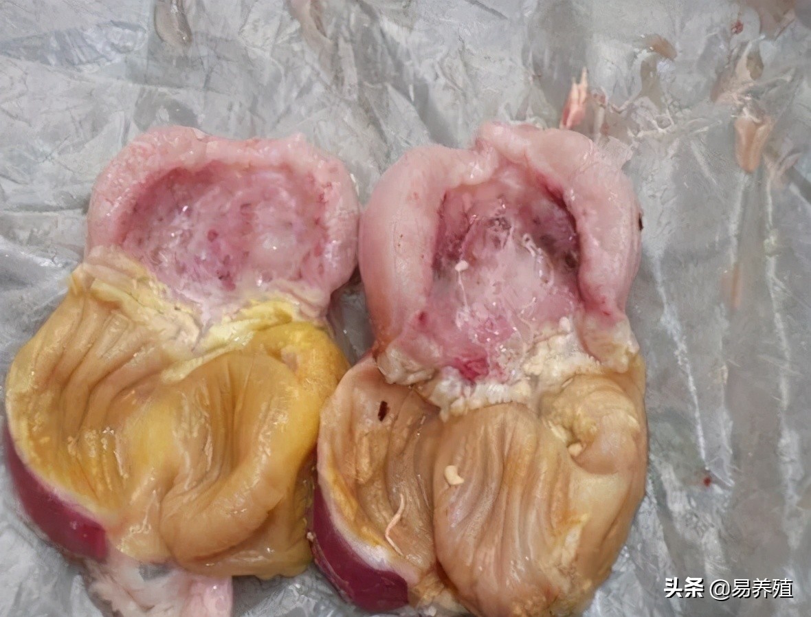 易养殖:带你治好鸡腺胃炎