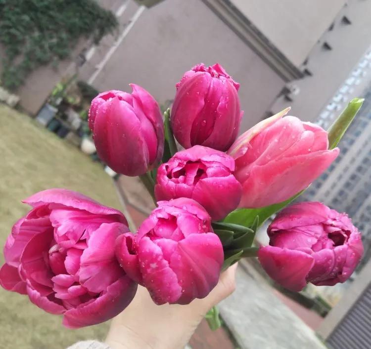 第七届园丁奖,第六届园丁奖奖励