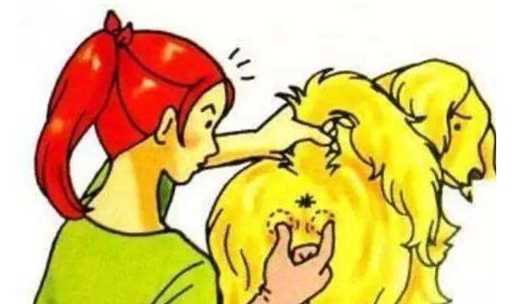 狗狗断尾失败有影响吗,狗狗断尾真的是对狗好吗