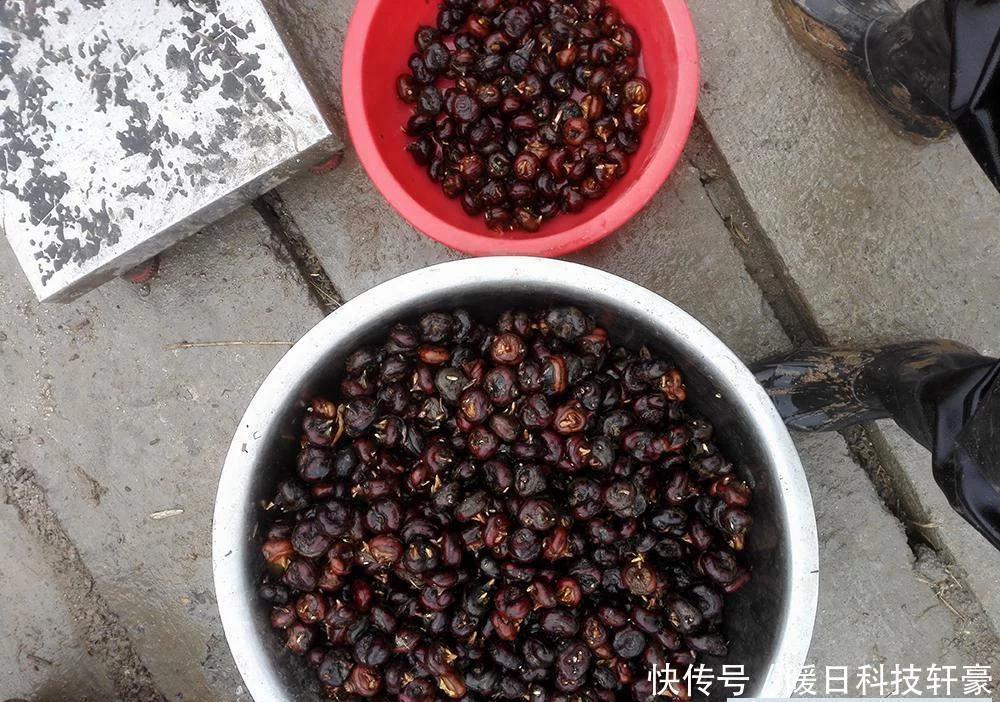 俗称地下雪梨的水果是什么品种,什么水果被称为地下雪梨