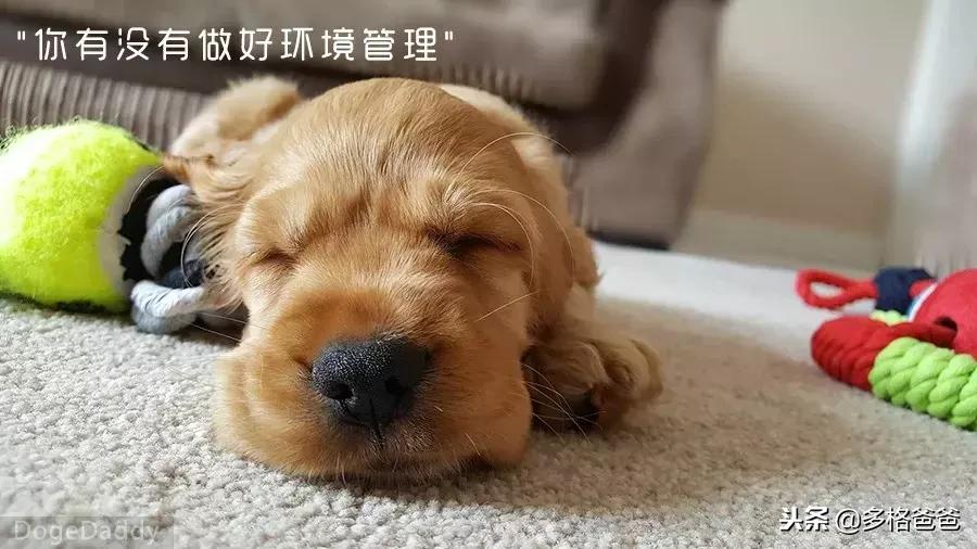 狗狗咬拖鞋怎么回事,狗狗一直咬拖鞋怎么训练