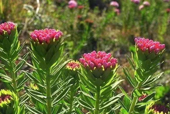 山西晋城析城山,极目胭粉遍草甸