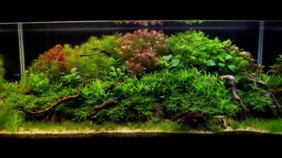 三角形构图水族造景,水族造景构图黄金比例