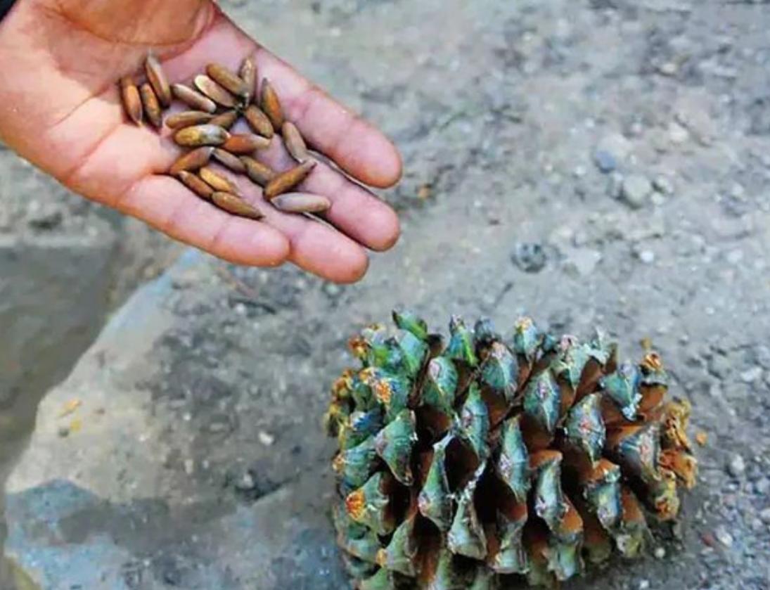 巴基斯坦土特产在中国卖,巴基斯坦有哪些优质商品