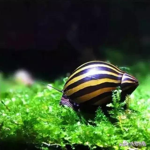 草缸常见10种藻类的解决方法,草缸藻类生物防治方法