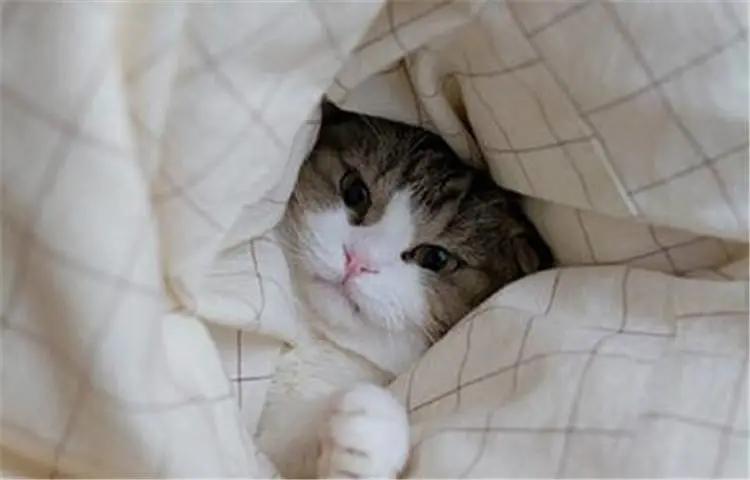 这个冬天猫咪该怎么过呀,冬天猫咪如何过冬
