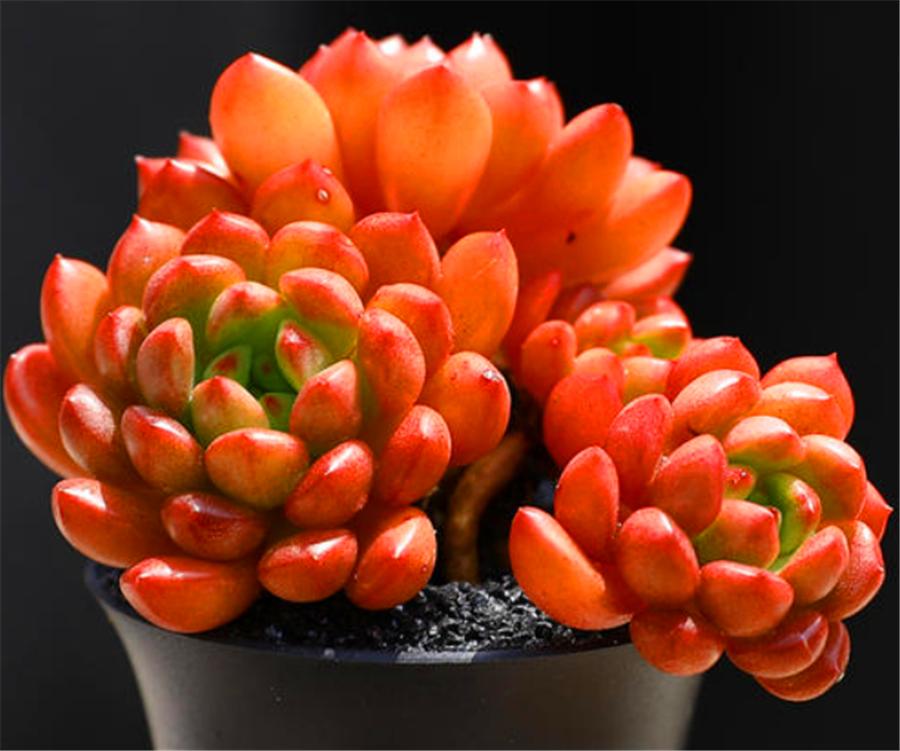 多肉红宝石的十大忌讳,多肉红宝石怎么才发红