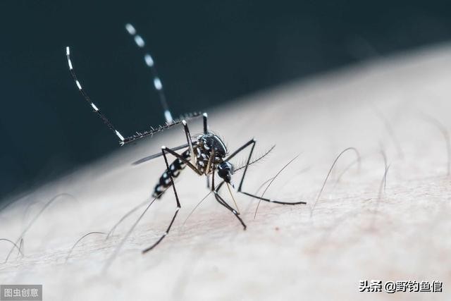 钓鱼怎么防止小蚊子咬,鱼儿特别活跃上浮是什么原因