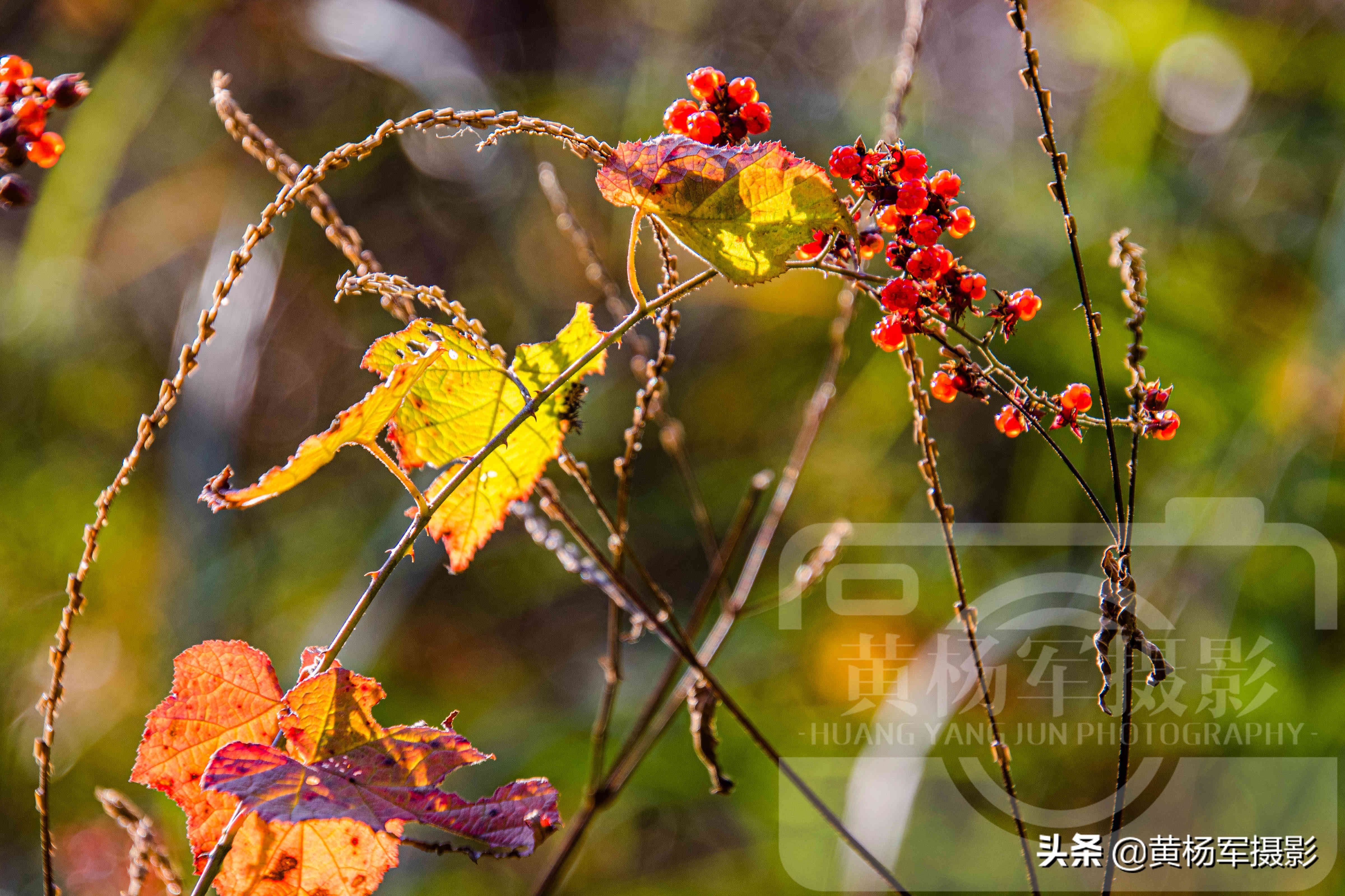 高粱泡黄色野果,高粱泡野果叫什么